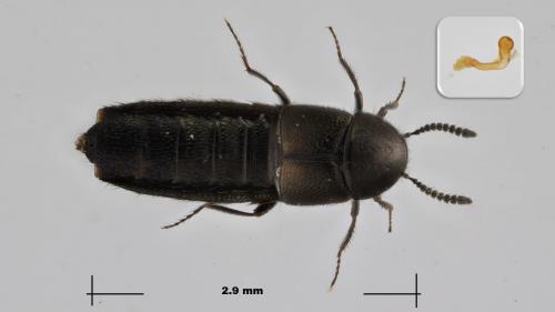Réf. 273 716 : Aleochara verna
